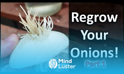 Regrow Onions From Another Onion Need Proof Vlog Part 1 of 5