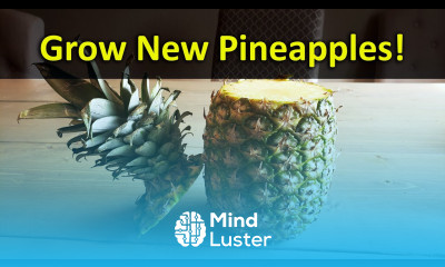 How To Grow A Pineapple Plant From A Grocery Store Pineapple Top Every Time