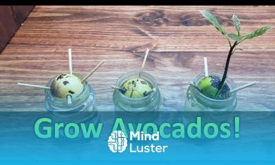 How To Grow An Avocado Plant From Seed