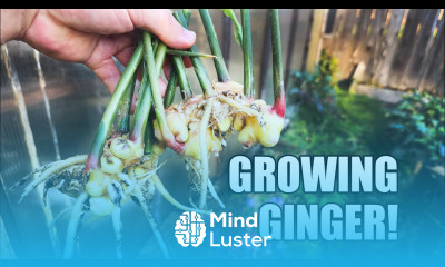 Growing Indoor Ginger Sprouted From Store Bought 2020