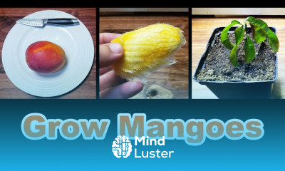 How To Grow A Mango Tree From Seed