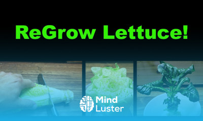 How To Regrow Lettuce From Itself