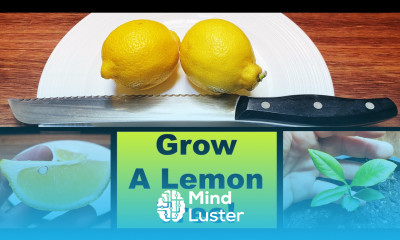 How To Grow A Lemon Tree From Seed In 2020