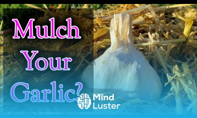 Mulching Garlic 4 Reasons Why You Should