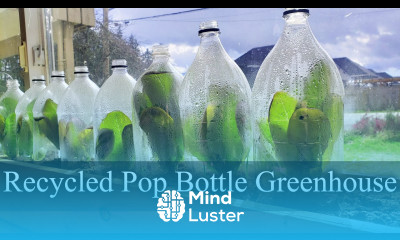 Recycling Pop Bottles To Make Mini Indoor Greenhouses