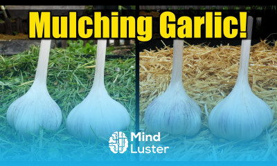 7 Reasons To Mulch Your Garlic