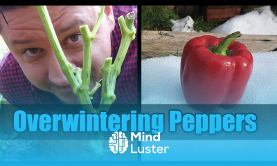 Overwinter Your Pepper Plants Garden Quickie Episode 25