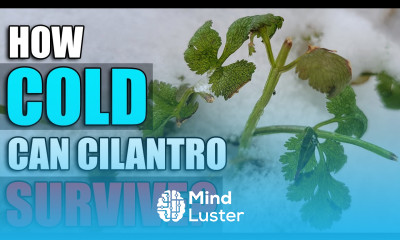 How Cold Can Cilantro Take It Garden Quickie Episode 32
