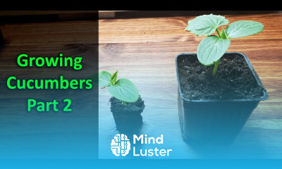 How To Grow Cucumbers Part 2 Replanting