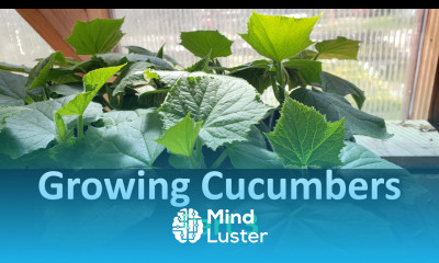 How To Grow Cucumbers Part 3 Planting In Your Garden