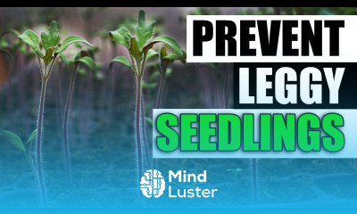 3 Ways To Prevent Leggy Seedlings Garden Quickie Episode 124