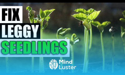 3 Ways To Fix Leggy Seedlings Garden Quickie Episode 125