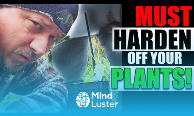 Damage From Not Hardening Off Explained Garden Quickie Episode 134