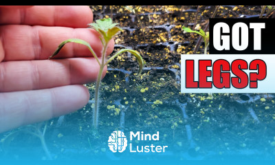No More Leggy Seedlings Garden Quickie Episode 230