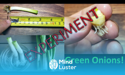 Regrowing Green Onions Experiment How Small Can You Cut Them