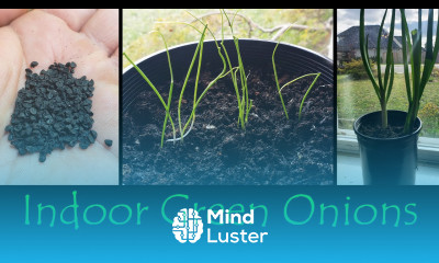 Growing Green Onions Indoors