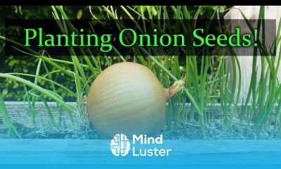Planting Onion Seeds For Beginners