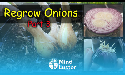 Regrow Onions From Another Onion Need Proof Vlog Part 3 of 5