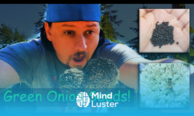 Saving Green Onions Seeds Garden Quickie Episode 3