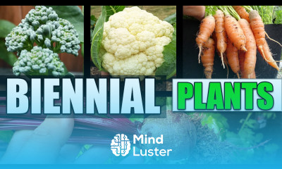 What Is A Biennial Plant Garden Quickie Episode 33