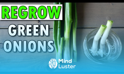 How To Regrow Green Onions And Beyond