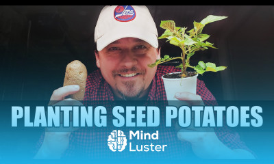 Planting Newly Sprouted Potatoes Garden Quickie Episode 42