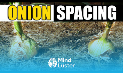 Proper Onion Spacing Garden Quickie Episode 94