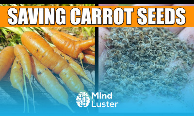 How To Save And Store Carrot Seeds