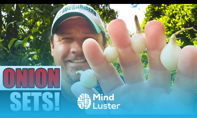 Planting Onion Sets A Complete Guide