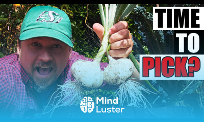 When To Harvest Onions Garden Quickie Episode 216