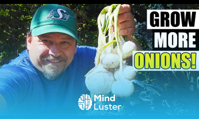 Container Onions The Complete Guide