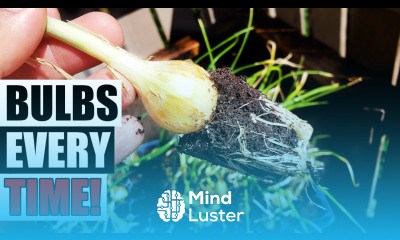 The Secret To Onion Seedlings Garden Quickie Episode 240