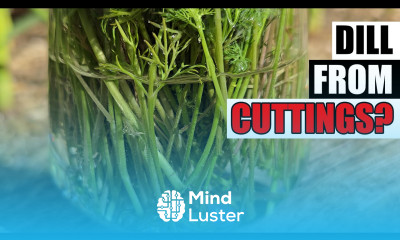 Why Dill Is Hard To Root Garden Quickie Episode 250