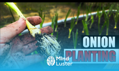 8 Tips For Planting Onions