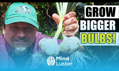 Feeding Onions Made Easy Garden Quickie Episode 253