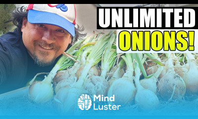Harvesting Onions The Complete Guide
