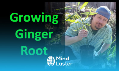 Growing and Planting Ginger This Spring