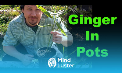 Growing The Best Ginger In Pots Or Containers In 2020 Part 1 of 2