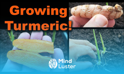 Growing Turmeric In 2020 Part 1 of 2
