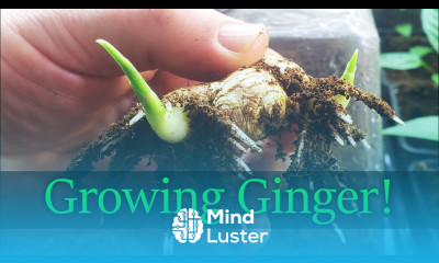 How To Grow Ginger The Definitive Guide