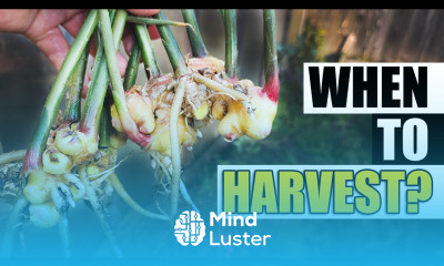When To Harvest Your Ginger Garden Quickie Episode 174