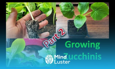 Growing Zucchinis The Right Way Part 2