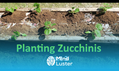 Growing Your Own Zucchinis Planting No Till Style Part 3