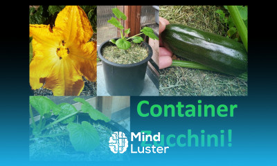 How To Grow Zucchinis In Containers