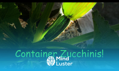Growing Zucchinis In Containers Garden Quickie Episode 5