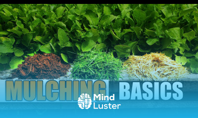 Mulching Your Vegetable Garden The Definitive Guide