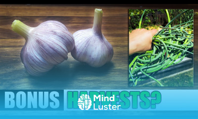 6 Crops That Give Us A Bonus Harvest