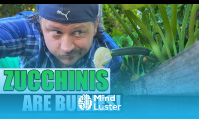 Zucchinis Make Bad Companion Plants Garden Quickie Episode 85