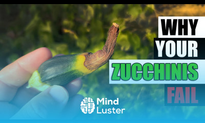 5 Reasons Zucchinis Fail Garden Quickie Episode 92