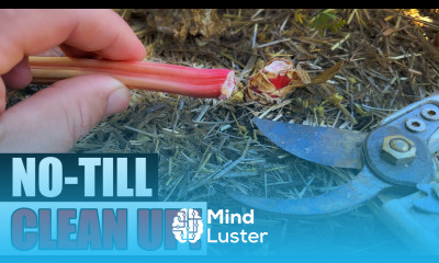 No Till Bed Clean Up Garden Quickie Episode 95